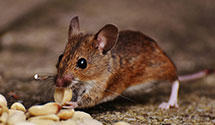 24 Hour & Emergency Exterminators in Los Angeles, CA